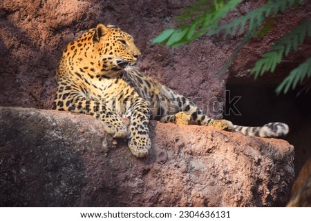 A LEOPARD FROM Indira Gandhi Zoological Park Vizag Royalty-Free Stock Photo #2304636131