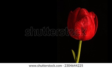 Red tulip with water drops on a black background.
Beautiful flower on a black background. Template for design.