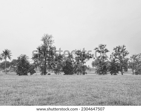 black and white picture of a lot of trees