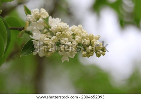 purple lilac shrub blossoms in spring. Beautiful floral nature wallpaper in the green garden