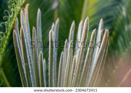 Ancient Cycad plant or Sago Palm Green Leaves background, Cycad Green Leaves tropical green leaf tree.