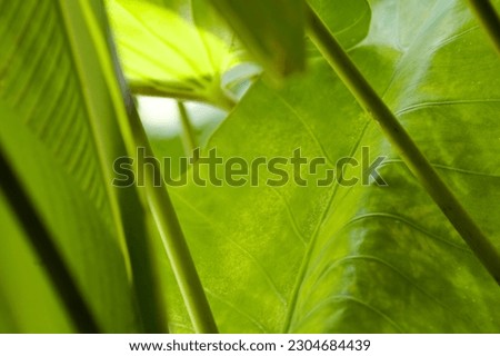 Green leaf background texture, leaf structure with macro photography