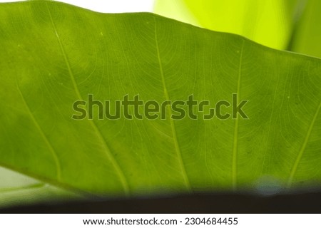 Green leaf background texture, leaf structure with macro photography