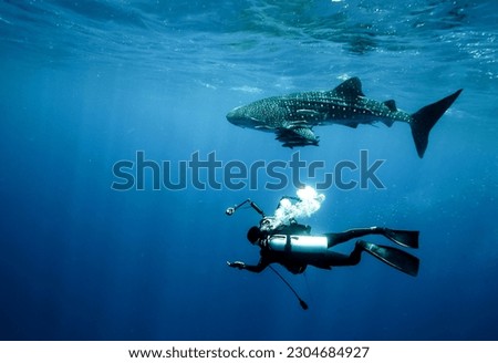 A juvenile whale shark swims to observe divers who are taking pictures. Whale sharks are gentle giants.