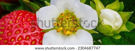 Small white strawberry flower with bud and Red strawberry berries growing on strawberry field, close up, banner