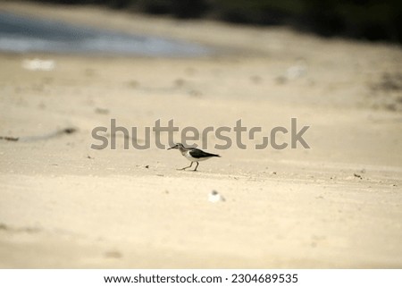 Sand Piper - little cute bird searching for food in the sea shore. Sand piper in the sands of sea shore.