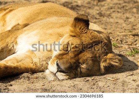 A resting lioness on the heated sand.