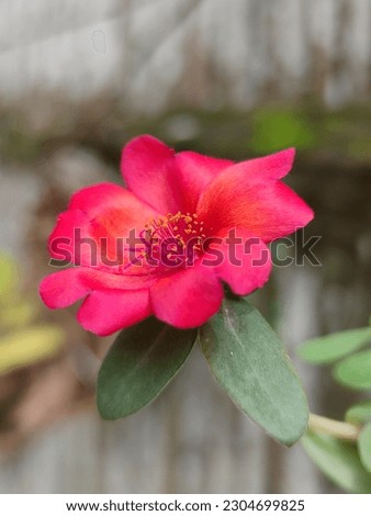 Red kerokot flower (Portulaca grandiflora) is blooming