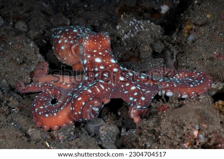 Incredible Underwater World - Starry night octopus - Callistoctopus luteus. Diving and underwater photography. Tulamben, Bali, Indonesia.