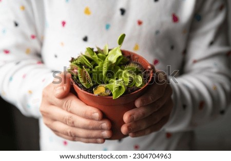 Close up view of child hands holding The Venus flytrap, Dionaea muscipula flower pot in hands in home. Interesting alternative house plant concept.