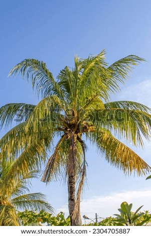 Coconut tree in the tropical beach in summer. Stock Photo