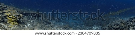 Underwater panorama photo of a coral reef