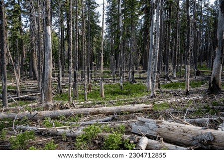 Debris Fills Forest Floor In The Crater Lake Back Country in Summer