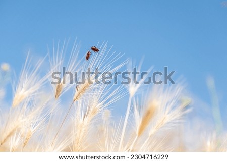 Two black and red field beetles on wild golden spikes on a spring morning. Blue sky and out of focus background.