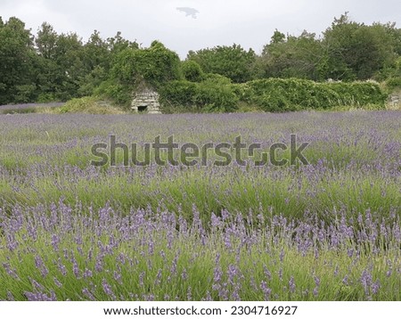 The most beautiful lavender fields in Provence. Many areas have started cultivating this light purple flower, which is iconic throughout the region