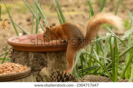 Cute little scottish red squirrel having a drink from a water bowl on a hot day in the woodland