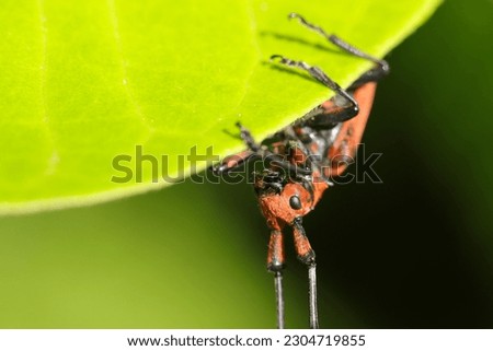 Red bamboo longicorn beetle with rare black crest in Japanese forest (Sunny outdoor field, close up macro photography)