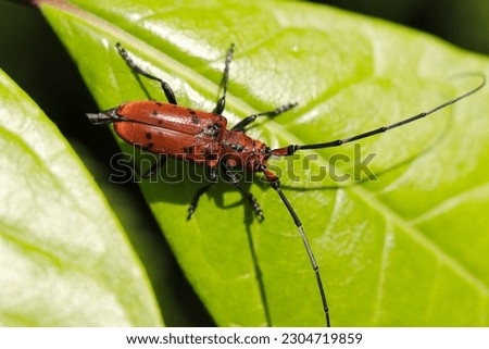 Red bamboo longicorn beetle with rare black crest in Japanese forest (Sunny outdoor field, close up macro photography)