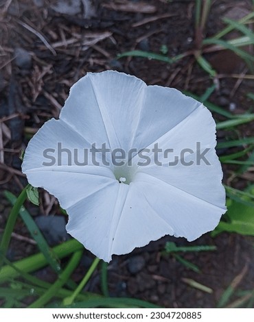 photo of beautiful white flowers on the page
