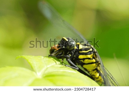 Japanese dragonfly "Kosanae  (Trigomphus melampus, female)" eating grasshopper on the sunny green leaf (Outdoor ecology, close up macro photograph)