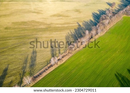 Rural asphalt road with alley of trees at sunset time. Trees in a row with dropped long shadow. Aerial view from drone.
