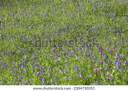 Grassy field covered in masses of wild bluebells in spring sunshine