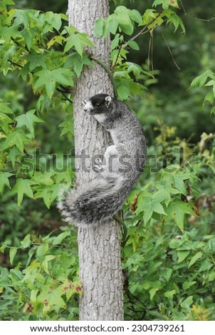 Southern Fox Squirrel in Tree on Daniel Island, SC Royalty-Free Stock Photo #2304739261