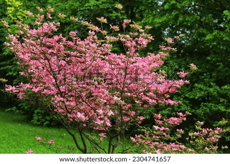 Cornus florida rubra tree with pink flowers. Royalty-Free Stock Photo #2304741657