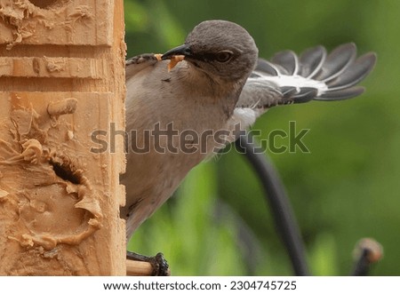 A Northern Mockingbird on a peanut butter bird feeder                               