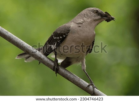 Northern Mockingbird with nesting material in its mouth                               