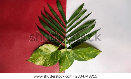Tuban, East Java, Indonesia, May 18, 2023 - decoration of ornamental plant leaves, has a very high aesthetic value, suitable for use as wallpaper for electronic devices