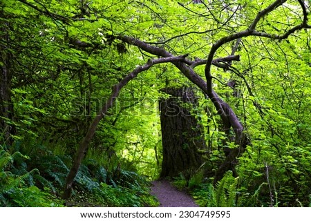 Bent trees over a tail making a forest like arch Royalty-Free Stock Photo #2304749595