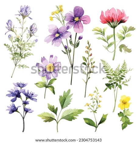 Watercolor hand painted nature herbal plants set with yellow dandelion, wormwood, purple lavender, milk thistle, blue chicory flowers, green hemp weed and eucalyptus leaves motley grass collection Royalty-Free Stock Photo #2304753143