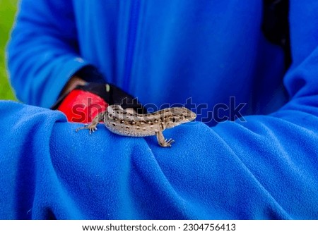 Lizard sitting on hand on blue jacket