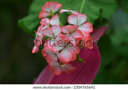 Pink and white geranium flower with green leaves in a garden.