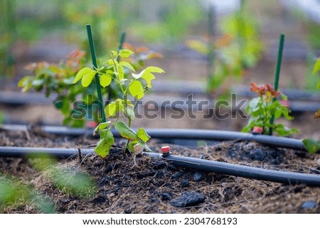 Rose garden. Growing roses in a drip irrigation system. Modern flower industry. Royalty-Free Stock Photo #2304768193