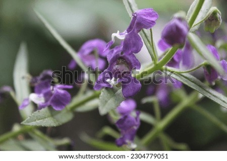 Lavender flowers have several benefits for the body including improving sleep quality.  overcome headaches.  deal with mood problems Royalty-Free Stock Photo #2304779051