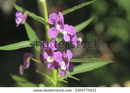 Lavender flowers have several benefits for the body including improving sleep quality.  overcome headaches.  deal with mood problems Royalty-Free Stock Photo #2304779621