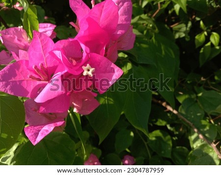 This is pink flowers photography, captured form a garden of flowers 