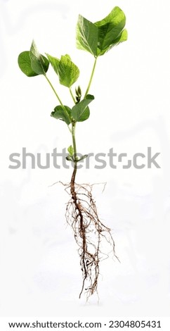 Fascinating images of soybean roots showcase the strength and complexity of this essential plant's root system for modern agriculture Royalty-Free Stock Photo #2304805431