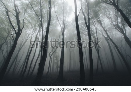 dramatic forest landscape
