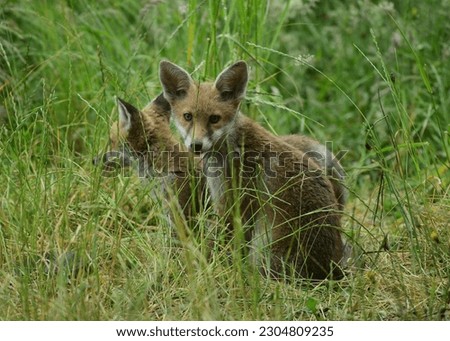 Fox Cubs in the Garden