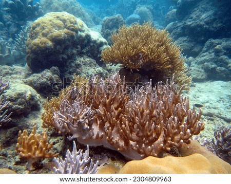 Soft coral reefs that grow on the bottom of the waters of Natuna Island, Riau Archipelago Province