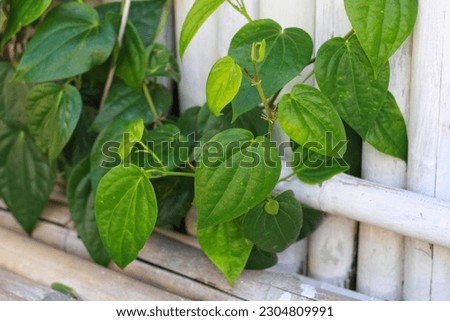 The betel or Piper betle in Sleman, Indonesia. Betel leaf is mostly consumed in Asia, as betel quid or in paan, with Areca nut or tobacco. Royalty-Free Stock Photo #2304809991