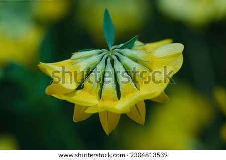 Closeup of bright blooming yellow dahlia flower growing in garden over blurred background on sunny day
