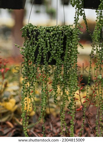 Senecio Rowleyanus, String of Pearls, Succulent plant hanging in a greenhouse, symbolizing calm and serenity
 Royalty-Free Stock Photo #2304815009