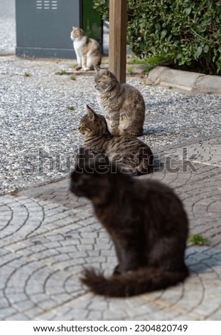 A picture of a group of stray cats in Izmir.