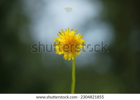 Dandelion. Yellow dandelion isolated on a blurry background of green foliage. A flower on a blurry background.
