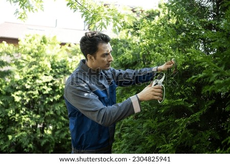 Man gardening in backyard. Close-up of worker hands with secateurs cutting off wilted leaves on coniferous plant. Seasonal and aesthetic gardening, pruning plants with pruning shears in the garden Royalty-Free Stock Photo #2304825941