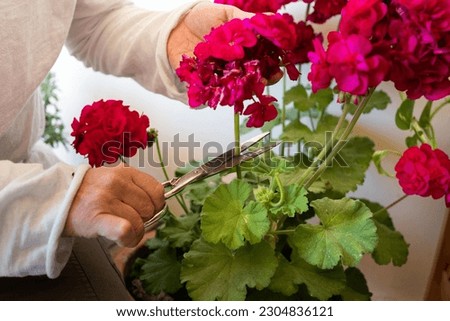 Detail of hands cutting damaged geranium flowers with metal scissors and sanitising, unrecognisable woman sitting on the ground tending her plants. Royalty-Free Stock Photo #2304836121